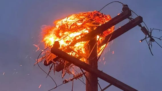 'Mama bird frantically circled overhead' as nest burns atop Utah power pole, firefighters say