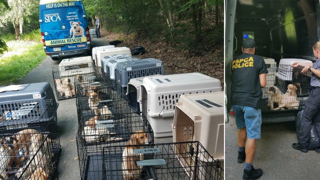 More than 170 Jack Russell terrier mix puppies and adult dogs rescued from Pennsylvania home