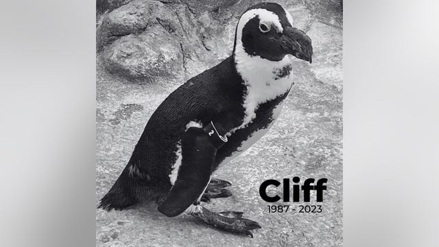 Oldest African penguin at Adventure Aquarium in Camden dies at 35