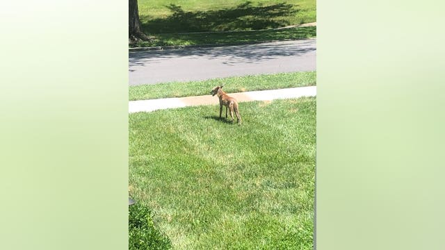 Sick coyote sightings spark police warning in Delaware County township
