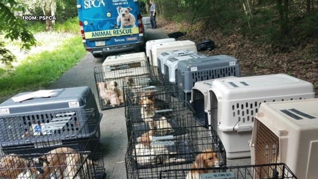 PSPCA announces weekend $10 adoption event