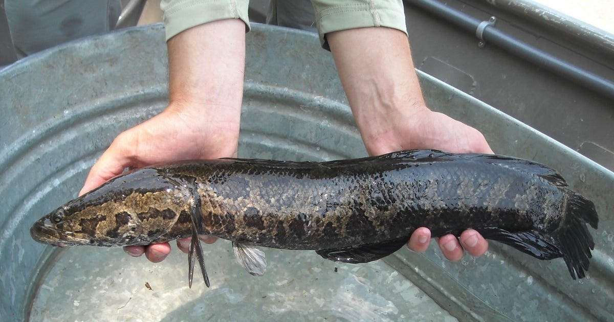 【選抜】P.'SnakeHead'#3(呼称) 中株 Northern-Snakehead-PFBC.jpg?ve