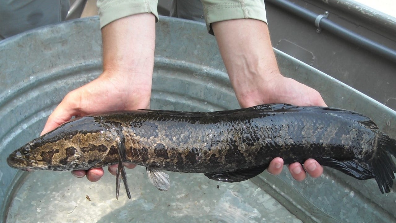 Pennsylvania fishing authorities issue warning about invasive