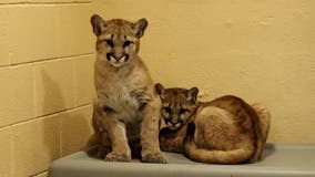 Philadelphia Zoo becomes new home for two rescued, orphaned puma cubs