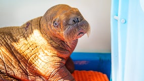 200-pound rescued walrus calf receives round-the-clock 'cuddling'