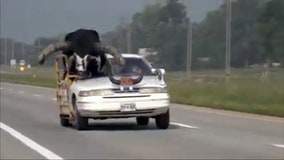 Watch: Bull rides shotgun through Nebraska town, gets pulled over by police