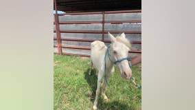 71 malnourished animals, some pregnant with 'high parasite load,' rescued in Oklahoma cruelty case