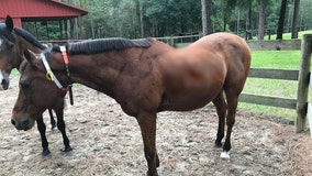 Florida horse trainers prepare animals for Idalia: 'Little bit nerve-racking'