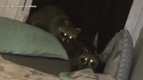 Couple horrified as raccoons crash ceiling in North Philly apartment