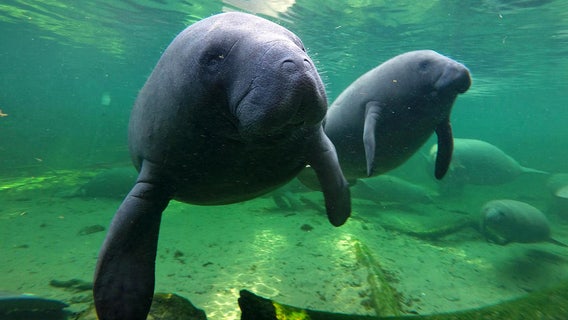 Florida deputies: Stop calling us about manatee sex
