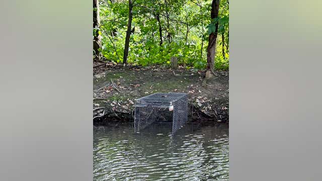 Alligator on the loose in NJ county; residents urged to stay away from local lakes