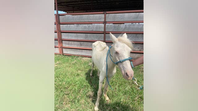 71 malnourished animals, some pregnant with 'high parasite load,' rescued in Oklahoma cruelty case