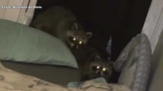 Couple horrified as raccoons crash ceiling in North Philly apartment