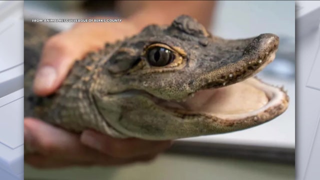 Alligator named 'Fluffy' found in Pennsylvania creek after escaping enclosure