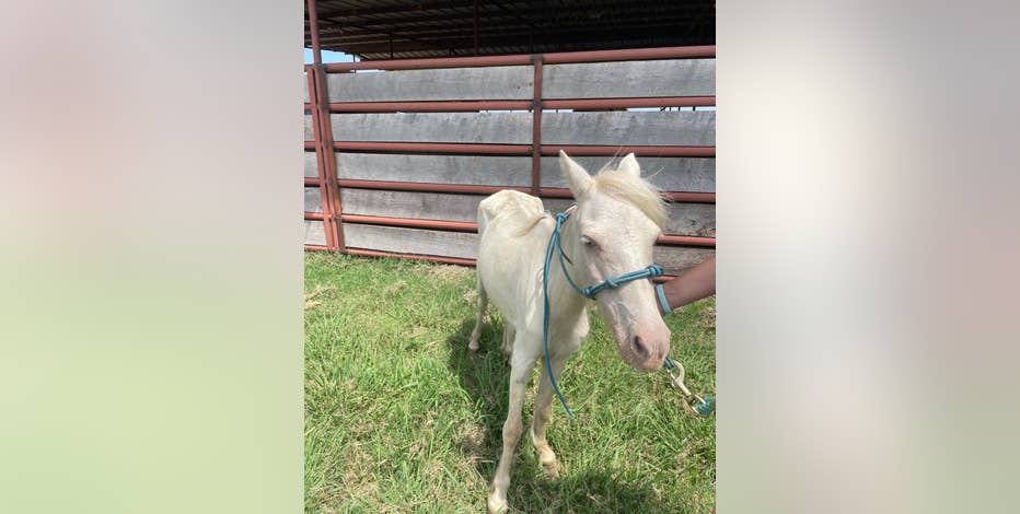 71 malnourished animals, some pregnant with 'high parasite load,' rescued in Oklahoma cruelty case