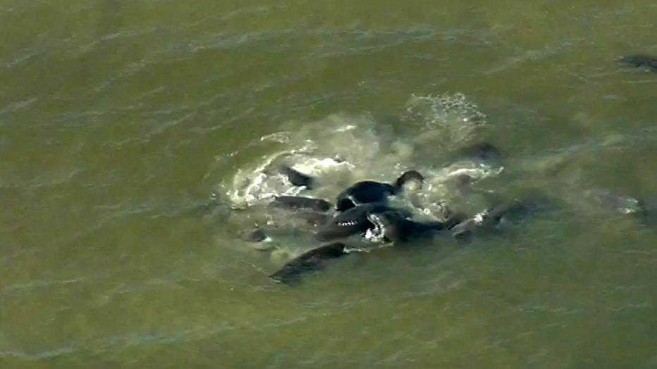 manatees-mating.jpg