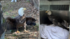Bald eagle rescued by shocked animal control officer in Bucks County