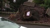 City to remove tree stump that uprooted sidewalk after 2 months of complaints from neighbors