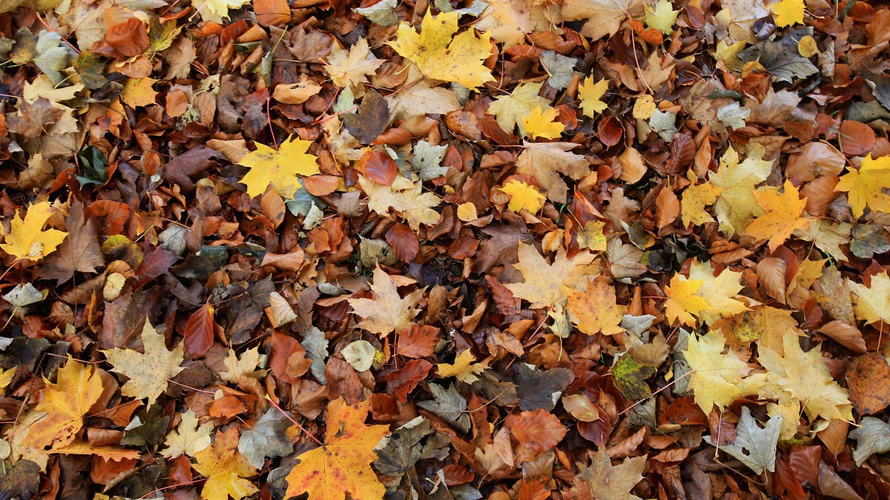 Autumn begins today: What does that mean, other than fall foliage