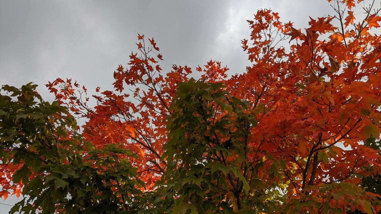 Rainy September sets up colorful autumn leaves display in Delaware Valley