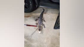 'Cold-blooded reptile' caught! Alligator captured after eluding NJ police for weeks