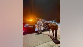 California officer escorts horse after rider's DUI arrest