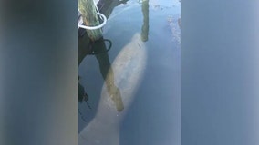 Manatee spotted in Rhode Island saltwater pond is first known New England sighting since 2016