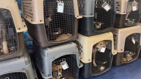 23 dogs treated due to New Castle County I-95 vehicle crash while on the way to forever homes