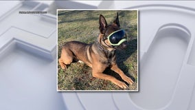 Danelo Cavalcante: K9 officer recovering after heat-related illness during search for escaped killer
