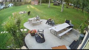 Video captures black bear wandering through backyard in Bucks County