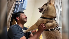 'He's my companion': Service member desperately searching for lost dog in Philadelphia