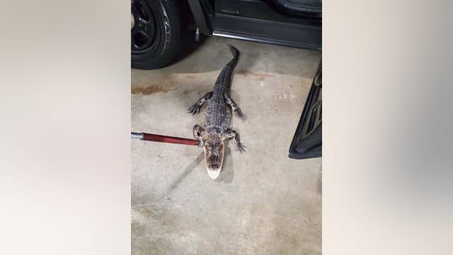 'Cold-blooded reptile' caught! Alligator captured after eluding NJ police for weeks