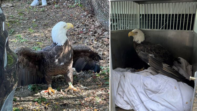Bald eagle rescued by shocked animal control officer in Bucks County
