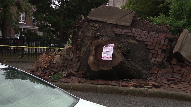 City to remove tree stump that uprooted sidewalk after 2 months of complaints from neighbors
