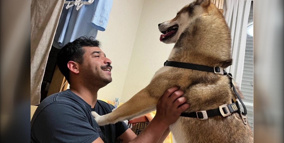 Philadelphia Phillies Service Dog In Training