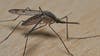 First West Nile virus case in Delaware County announced