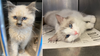 Nearly 100 cats and kittens rescued from breeder in Lancaster County: PSPCA