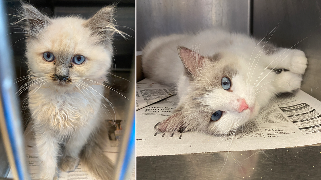 Nearly 100 cats and kittens rescued from breeder in Lancaster County: PSPCA