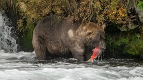 Fat Bear Week begins as world celebrates champion of chonk in Alaska