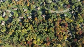 Black bear captured after wandering around parts of Montgomery County: police