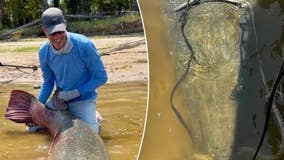 Alligator gar caught in Texas weighing 283 pounds shatters multiple records: 'Four in one fell swoop'