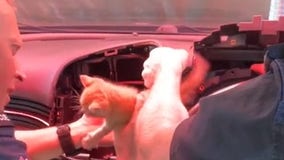 Watch: Kitten rescued after getting stuck in car dashboard trying to escape new owner