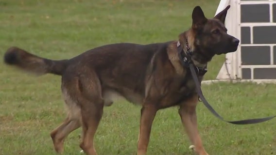 Temple University continues enhanced safety measures by introducing new K-9 officer