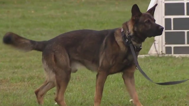 Temple University continues enhanced safety measures by introducing new K-9 officer
