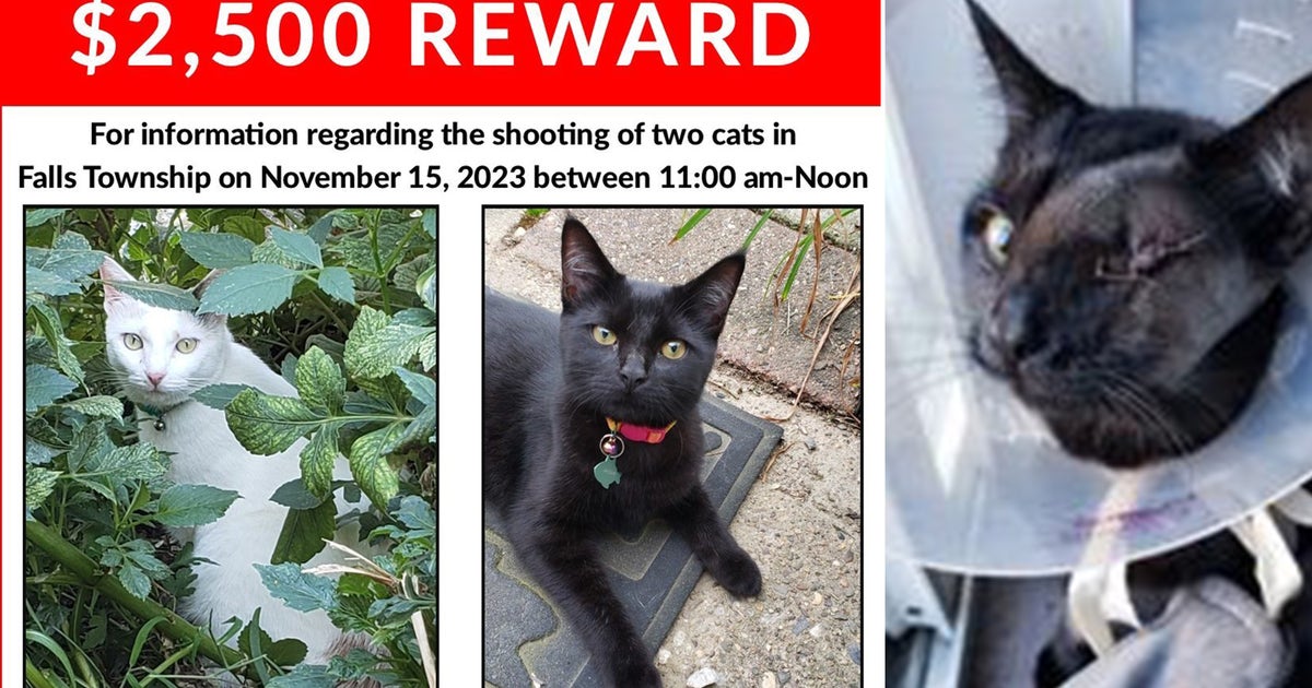 1 cat dead, another injured after being shot in Bucks County; SPCA ...