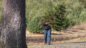 Atlantic County Christmas tree farm to be sold as owner fights fatal disease