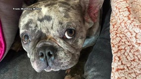 Emotional support dog stolen in West Philadelphia burglary; $5K reward for safe return