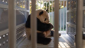 Giant pandas land safely in China marking end of an era in DC
