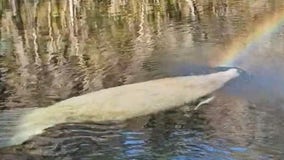Watch: Florida paddleboarder captures magical moment as manatee creates rainbow greeting