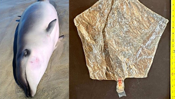 Balloon kills whale in North Carolina
